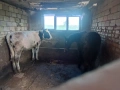 Продавам крави и теле, снимка 8