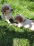 Малки кученца кръстоска между Кокер и Бретон шпаньол, снимка 1 - Кокер шпаньол - 45490637