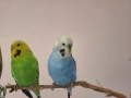 Двойка Вълнисти папагали, снимка 1
