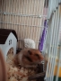 Продавам мъжки хамстер на 4 месеца , снимка 3