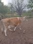 крави Джерсей, бременност,девети, месец , снимка 3