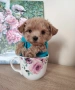 Малтипу F1 super mini micro/teacup. пудел Teddy , снимка 2