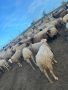 Продавам овце за тамазлак  , снимка 1 - Овце - 46006853