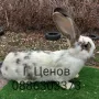 Продавам зайци великани, снимка 3