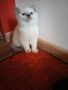 Британски късокосмести котета , снимка 9