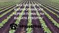 🌱 Как БиоТор от Калифорнийски Червей Помага на Вашата Реколта, снимка 1