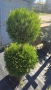 Лейландски кипарис щам топка, пон пон, спирала, снимка 8