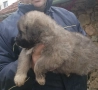Кавказка овчарка, снимка 4