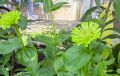 Зелена циния или микс(разсад) , снимка 1 - Градински цветя и растения - 45646635