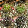 Продавам екзотични кактуси, колекционерски, редки видове - Echinocereus Nicholii, El Capitan и други, снимка 11