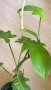 Philodendron Florida Ghost , снимка 1