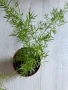 Asparagus Sprengeri/ Аспарагус шпренгери, снимка 3