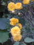 Жълт трендафил-катерлива роза