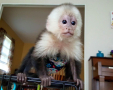 налични здрави маймуни капуцин., снимка 1