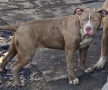 ТОП АМЕРИКАНСКО БУЛИ ХЛ American bully Xl , снимка 4