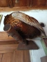 препариран фазан , снимка 4