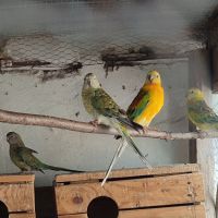 Пойни папагали, снимка 4 - Папагали - 45482225