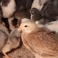Пилета, снимка 2 - Кокошки и пуйки - 45504213