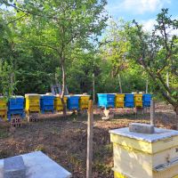 Пчелни отводки система Дадан Блат, снимка 4 - За пчели - 45384110