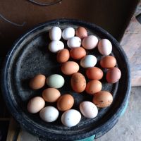 Домашни яйца , снимка 2 - Домашни продукти - 45469173