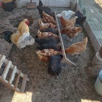 Продавам яйца, снимка 3 - Кокошки и пуйки - 45172987