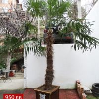 Студоустойчиви палми Трахикарпус в дървени саксии, снимка 4 - Градински цветя и растения - 44961425