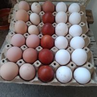Домашни оплодени яйца, снимка 2 - За птици - 45445534