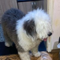 Староанглийска овчарка/Old English Sheepdog, снимка 3 - Други - 45384875