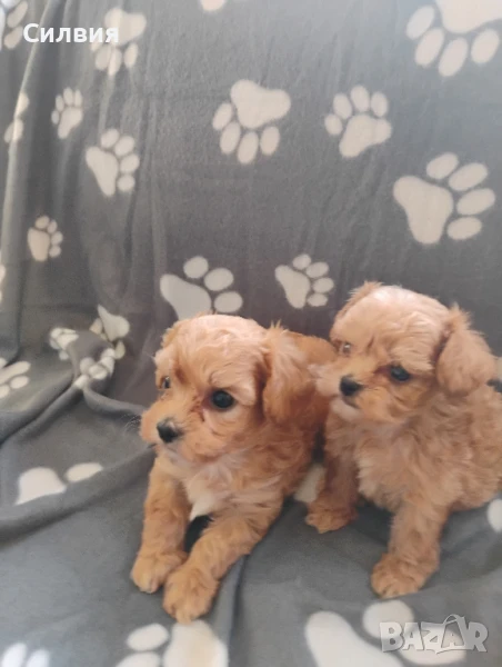 предлагам супер мини бейби малтипу , снимка 1