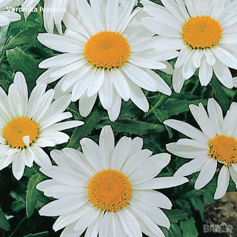 Маргарита Едроцветна, снимка 1