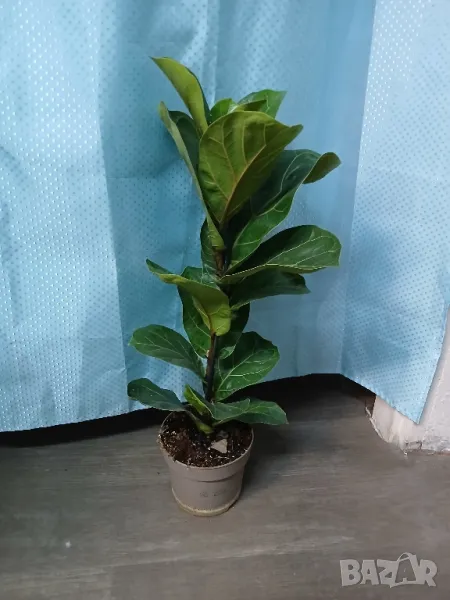 Фикус Лира 110см., снимка 1