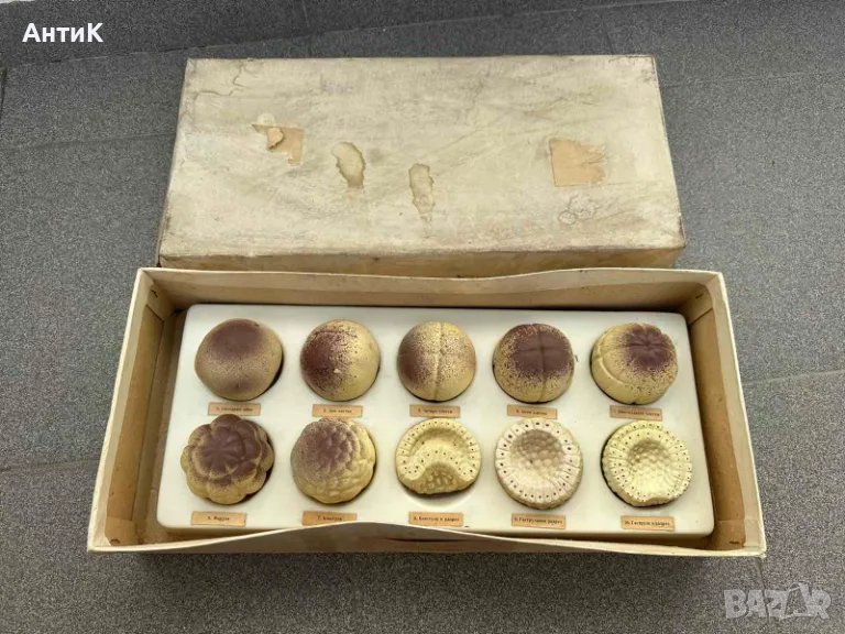 Соц Учебен Макет Модел Ембрионално Развитие при Човека, снимка 1