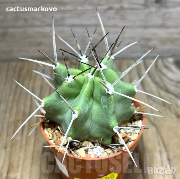 Echinocereus triglochidiatus, снимка 1