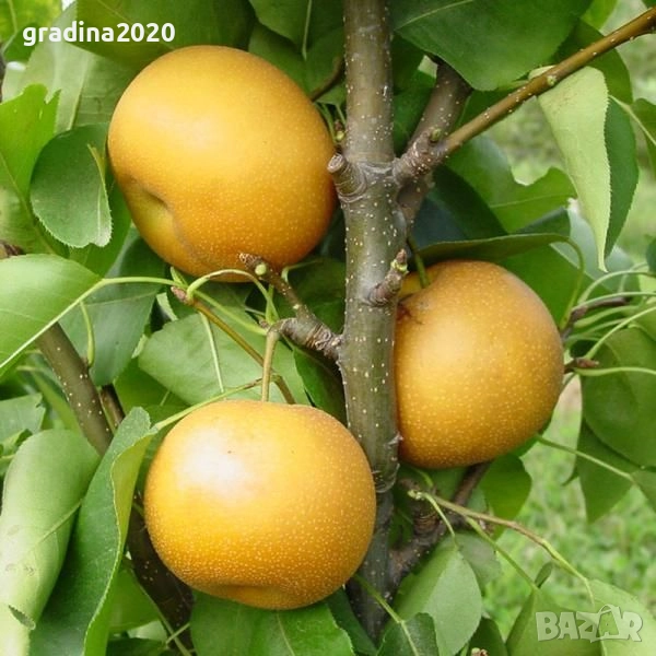 Азиатска круша Наши (Pyrus pyrifolia), снимка 1