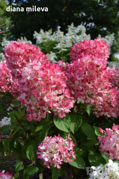 Хортензия Червен Диамант, Hydrangea paniculata Diamond Rouge, за супер слънце, снимка 1