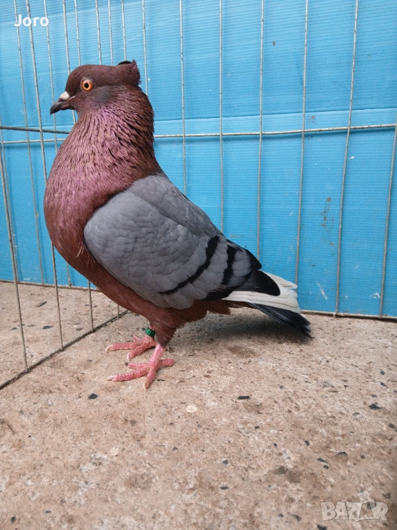 Джимпел, снимка 1