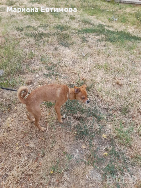 Малък сладур между мини пинчер и Джакарта Ръсел.На 4 месеца с паспорт и ваксини, снимка 1