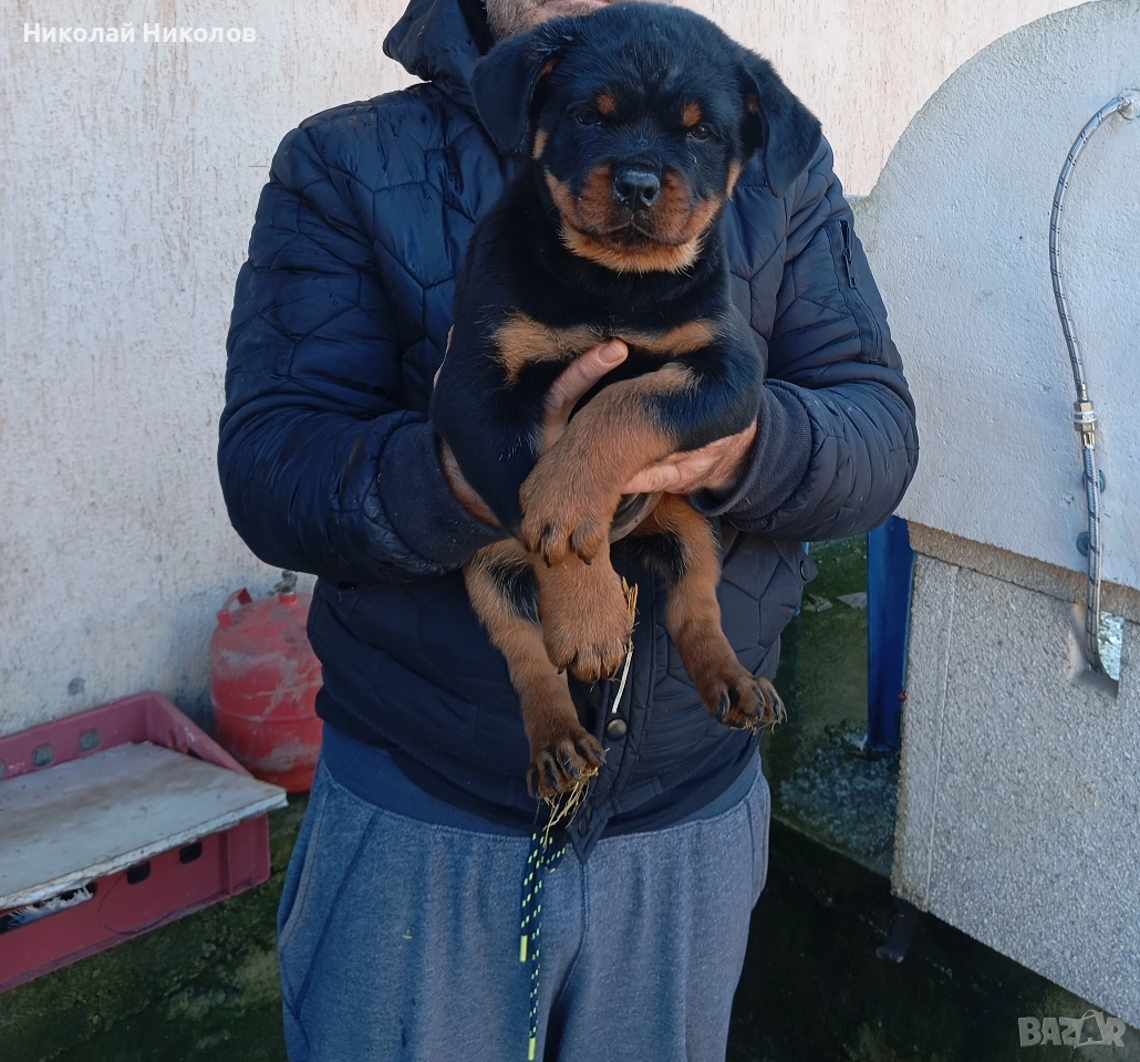 Ротвайлер , снимка 1