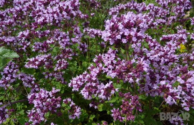 Риган, снимка 1