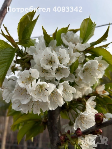 Череша Едра Черна