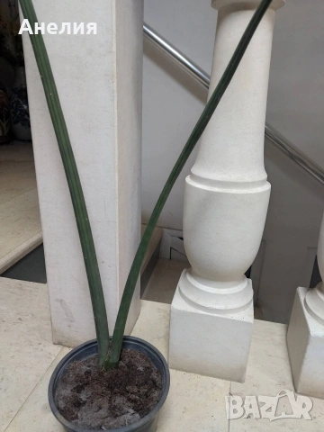 Тръбеста сансевиера, снимка 4 - Стайни растения - 53333567