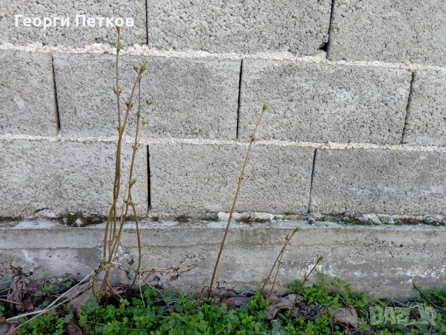 Люляк - 4 €./ бр. , снимка 6 - Градински цветя и растения - 54016001