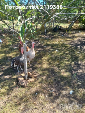 Женски и мъжки пуйки,миналогодишни, снимка 4 - Кокошки и пуйки - 51803244