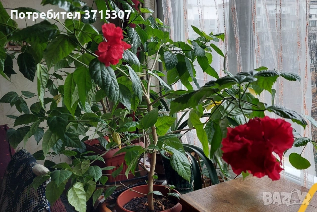 Китайска роза два броя,кливия, снимка 6 - Стайни растения - 53837775