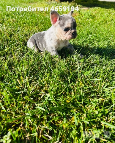 Френски Булдог, снимка 9 - Френски булдог - 52517082