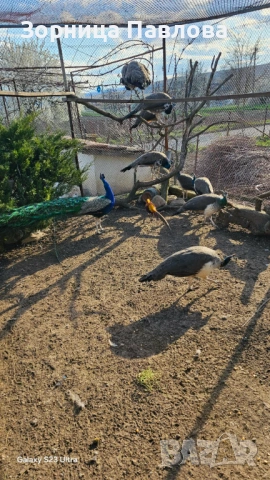 Продавам малки индийски пауни., снимка 3 - други­ - 51717256