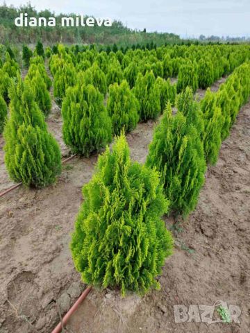 Източната туя Ауреа Нана, Thuja orientalis ‘Aurea Nana’, снимка 3 - Градински цветя и растения - 46569102