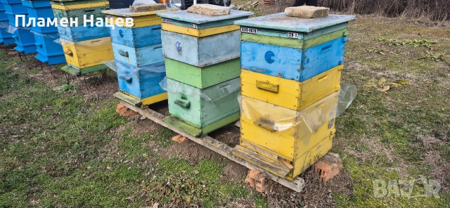 Пчелни семейства със сандъци!, снимка 8 - Други животни - 53084236