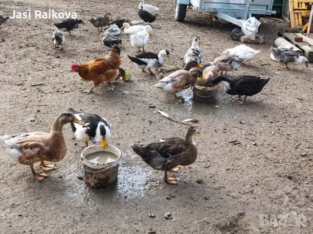 Врякащи юрдечки 