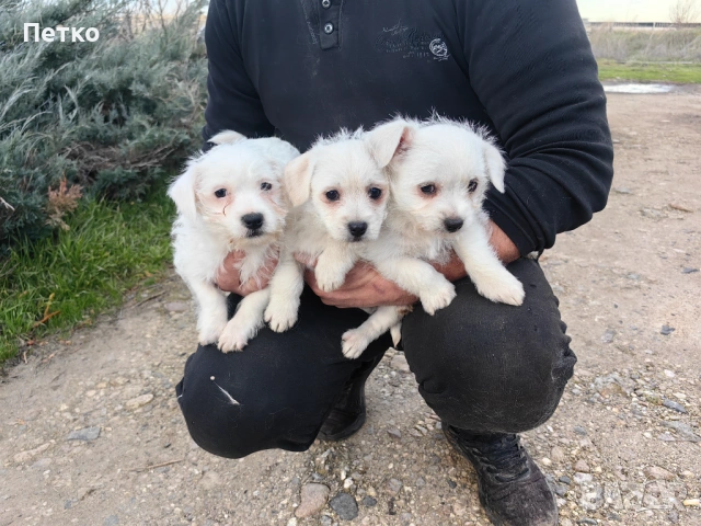 Малтийска болонка , снимка 4 - Болонка - 53060397